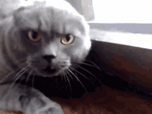 mad-cats.gif