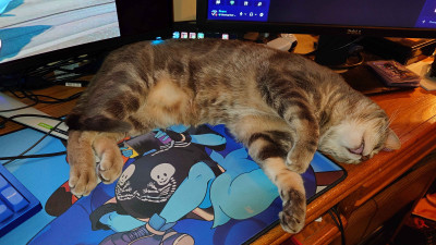ReeseRiverson's cat