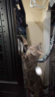 CatclimbingHT-ServerRack(ReeseRiverson).jpg