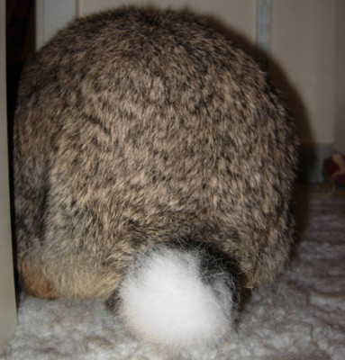 The King's hairy ass