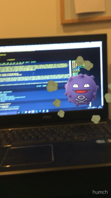 A Koffing interested in Pirate-Community