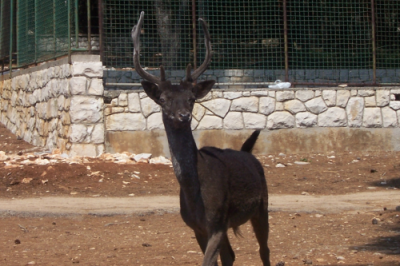 This is actually a real deer that I took a photo of on one of the islands we visited - quite breathtaking!