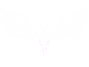Butterfly.png