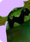 eig.png