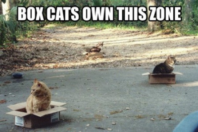Box cats.jpg