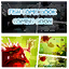 A low-resolution comic can be found in the files of the early build. The text is unreadable but Devilbobs can be seen.