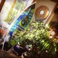 Surfboard seen in Michel Ancel's Instagram.