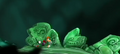 Rayman in a slippery cave.