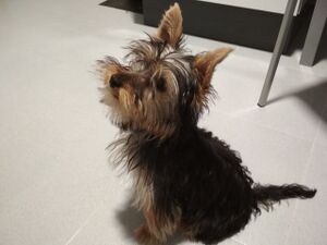 Shika as 4 months old puppy.jpg