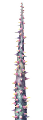 Detailed view of a grey Darkroot