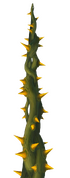 Detailed view of a green Darkroot